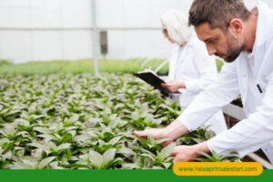 artikel - hexa prima lestari (1)