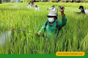 artikel - hexa prima lestari (3)