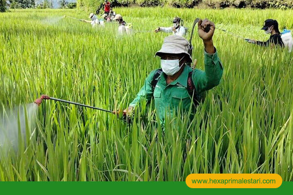 artikel - hexa prima lestari (3)